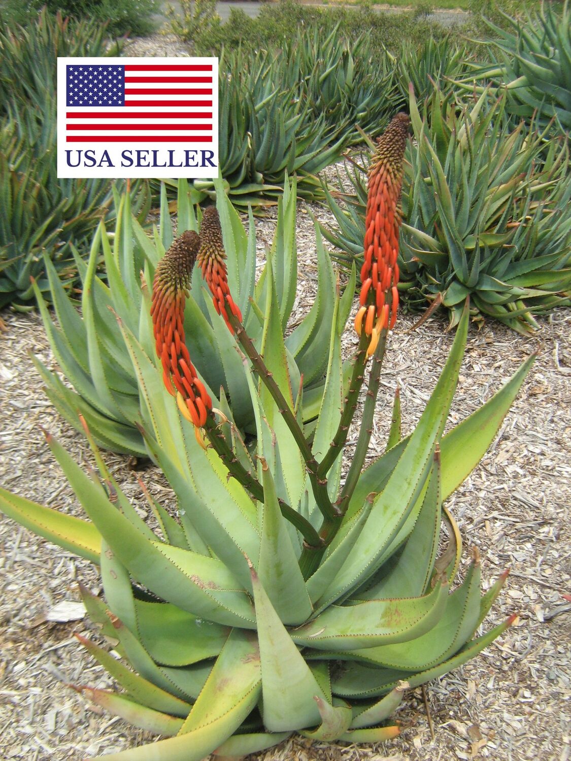 Aloe reitzii - Reitz Aloe - Image 5