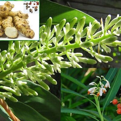Alpinia galanga - Greater Galangal, Siamese Ginger, Thai Ginger