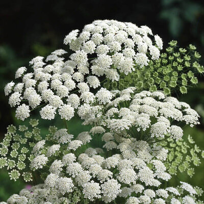 Ammi majus - Bishop Flower, Laceflower