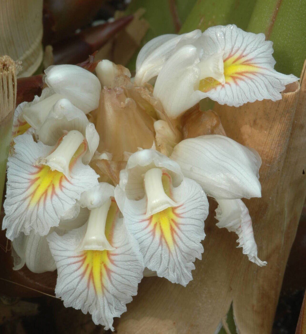 Amomum maximum - Javan Cardamom