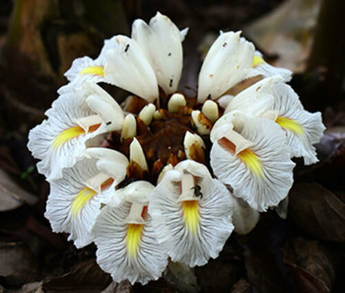 Amomum maximum - Javan Cardamom - Image 2