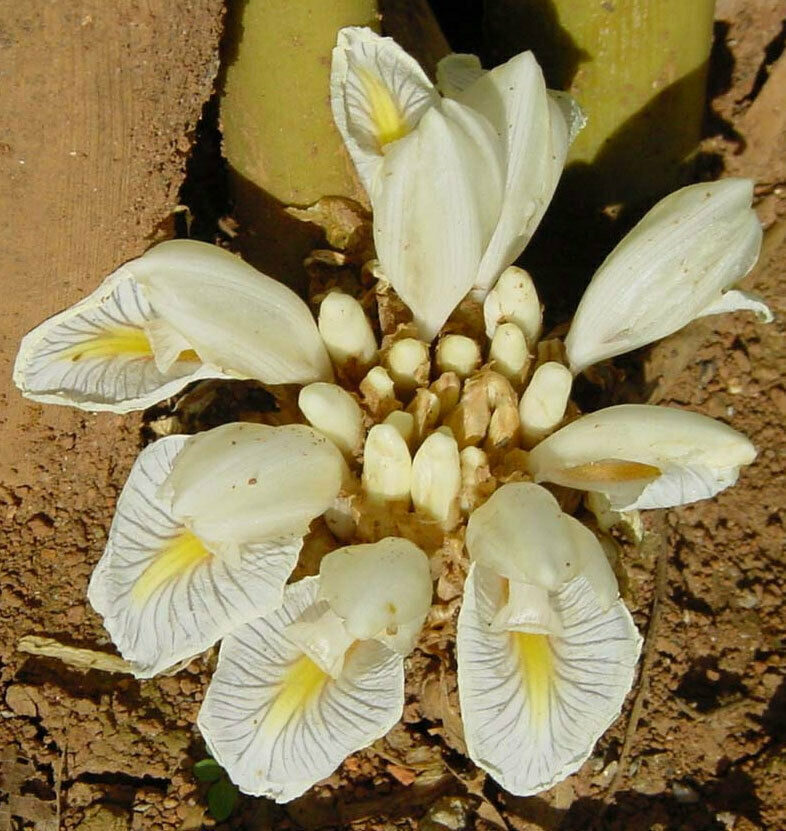 Amomum maximum - Javan Cardamom - Image 4