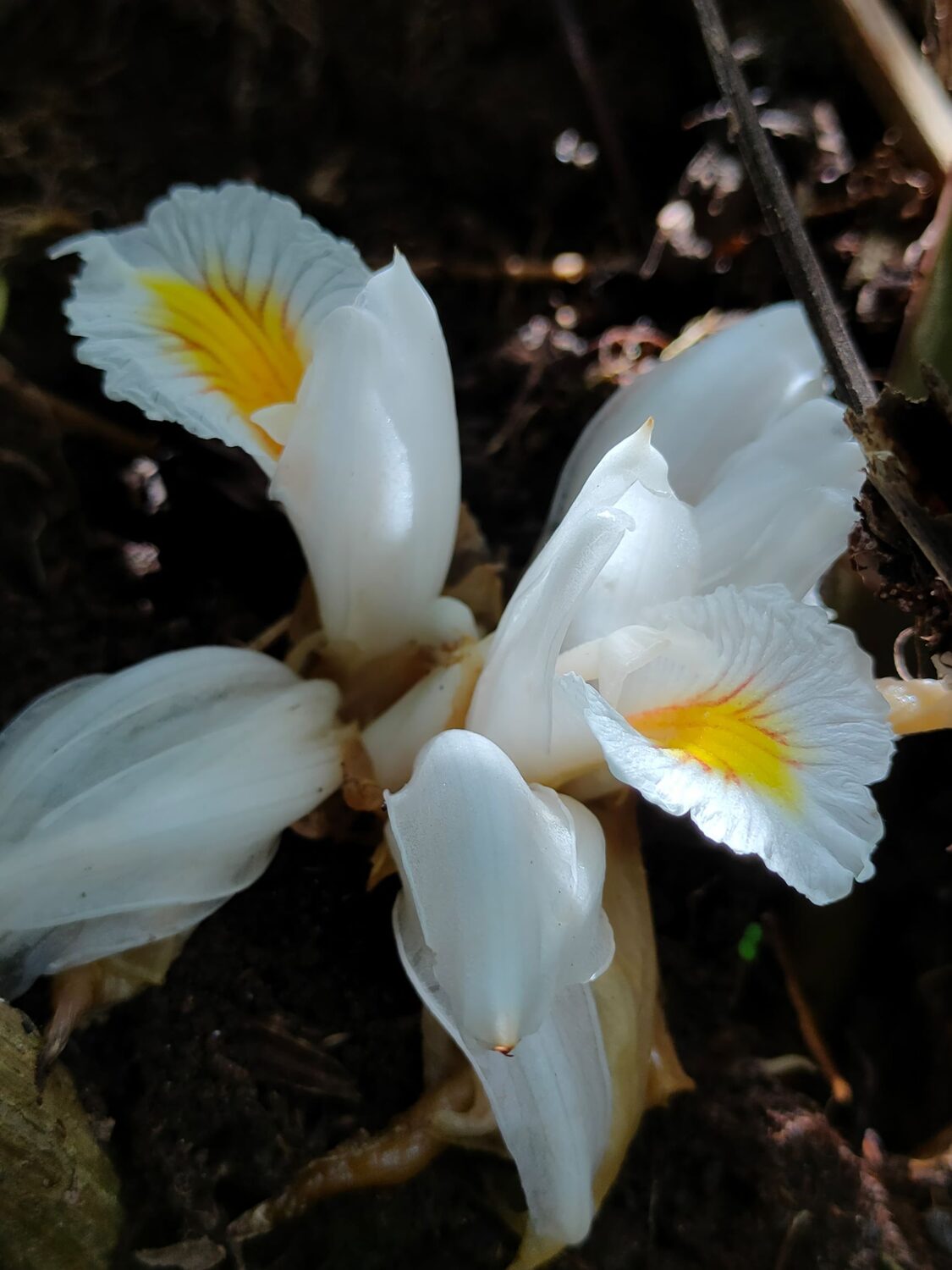 Amomum maximum - Javan Cardamom - Image 5