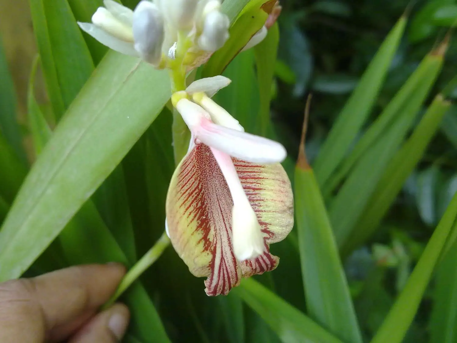 Amomum subulatum - Black Cardamom, Nepal Cardamom - Image 3