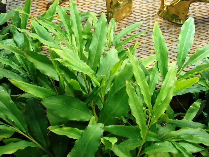 Amomum subulatum - Black Cardamom, Nepal Cardamom - Image 4