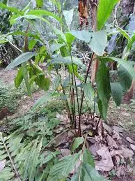 Amomum subulatum - Black Cardamom, Nepal Cardamom - Image 5