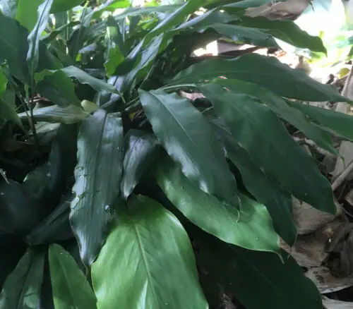 Amomum subulatum - Black Cardamom, Nepal Cardamom - Image 6