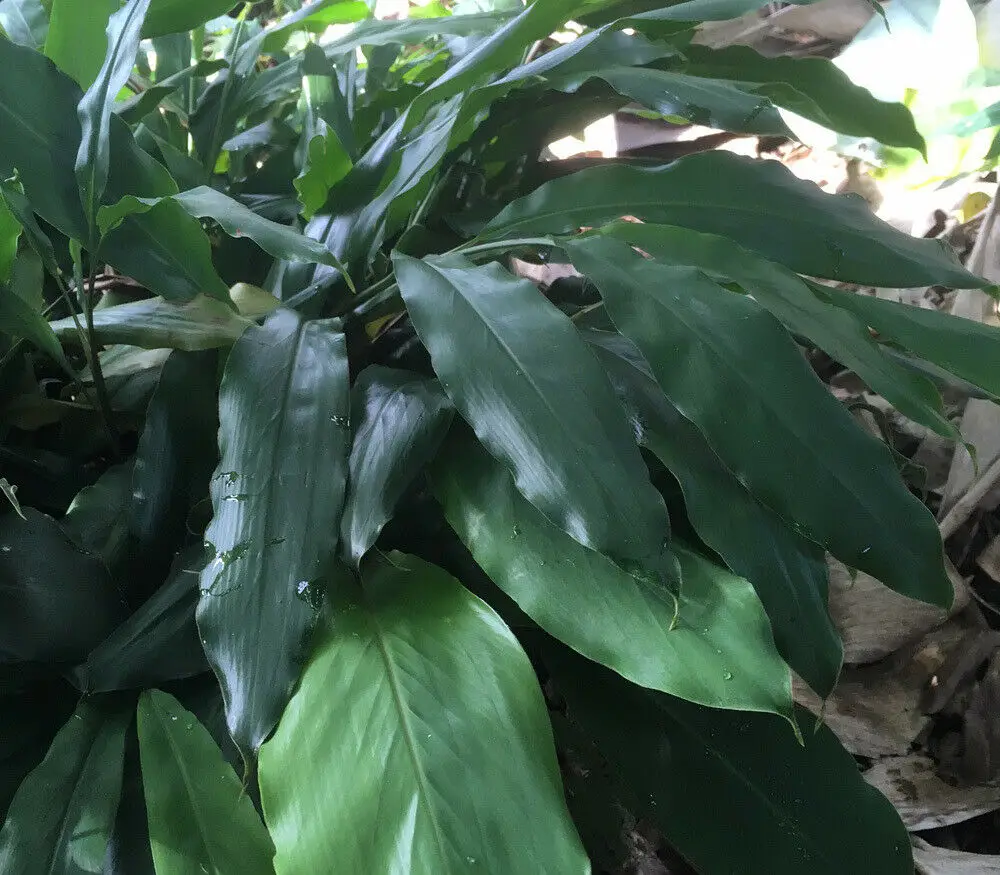 Amomum subulatum - Black Cardamom, Nepal Cardamom - Image 7