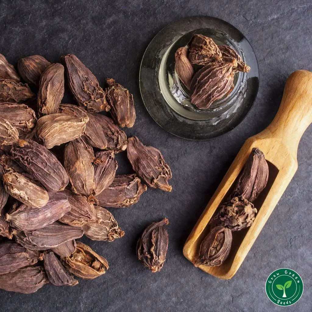 Amomum subulatum - Black Cardamom, Nepal Cardamom - Image 8