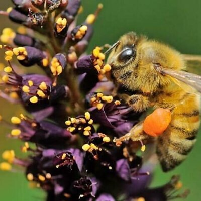 Amorpha fruticosa - False indigo, false indigo of the desert, indigo bush, bastardo indigobush, dese