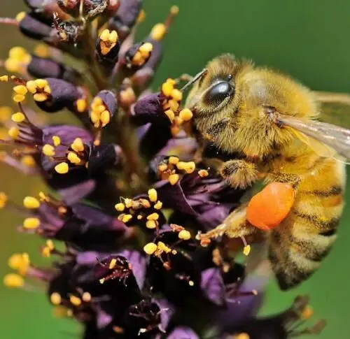 Amorpha fruticosa - False indigo, false indigo of the desert, indigo bush, bastardo indigobush, dese