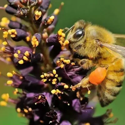 Amorpha fruticosa - False indigo, false indigo of the desert, indigo bush, bastardo indigobush, dese