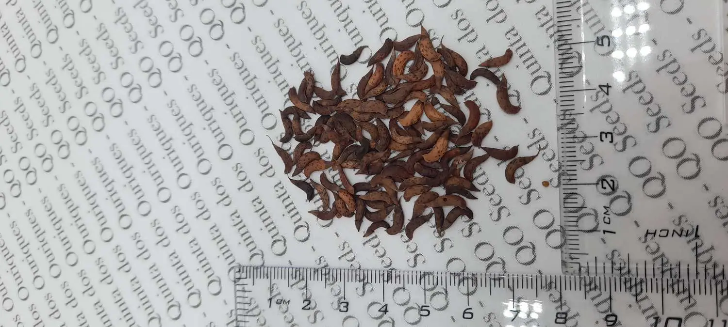 Amorpha fruticosa - False indigo, false indigo of the desert, indigo bush, bastardo indigobush, dese - Image 2