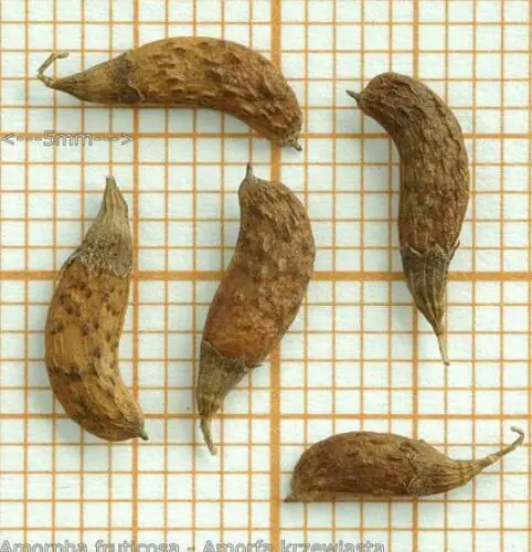 Amorpha fruticosa - False indigo, false indigo of the desert, indigo bush, bastardo indigobush, dese - Image 3