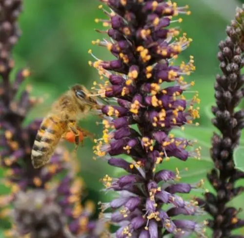 Amorpha fruticosa - False indigo, false indigo of the desert, indigo bush, bastardo indigobush, dese - Image 4