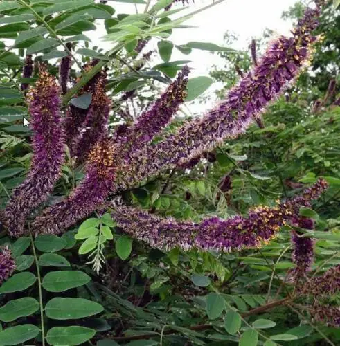 Amorpha fruticosa - False indigo, false indigo of the desert, indigo bush, bastardo indigobush, dese - Image 6
