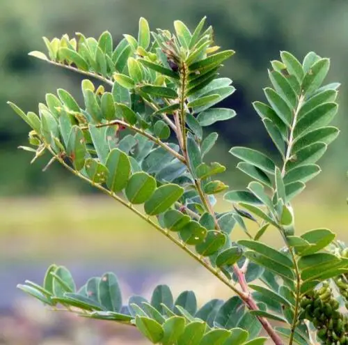 Amorpha fruticosa - False indigo, false indigo of the desert, indigo bush, bastardo indigobush, dese - Image 8