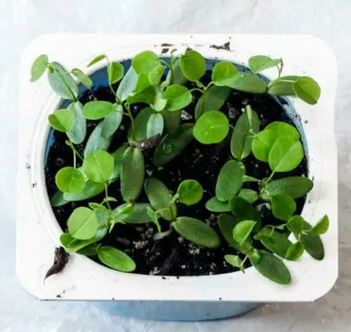 Amorpha fruticosa - False indigo, false indigo of the desert, indigo bush, bastardo indigobush, dese - Image 9