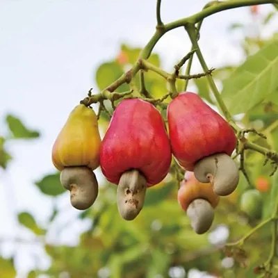 Anacardium occidentale - Cashew Tree, Cashew Nuts