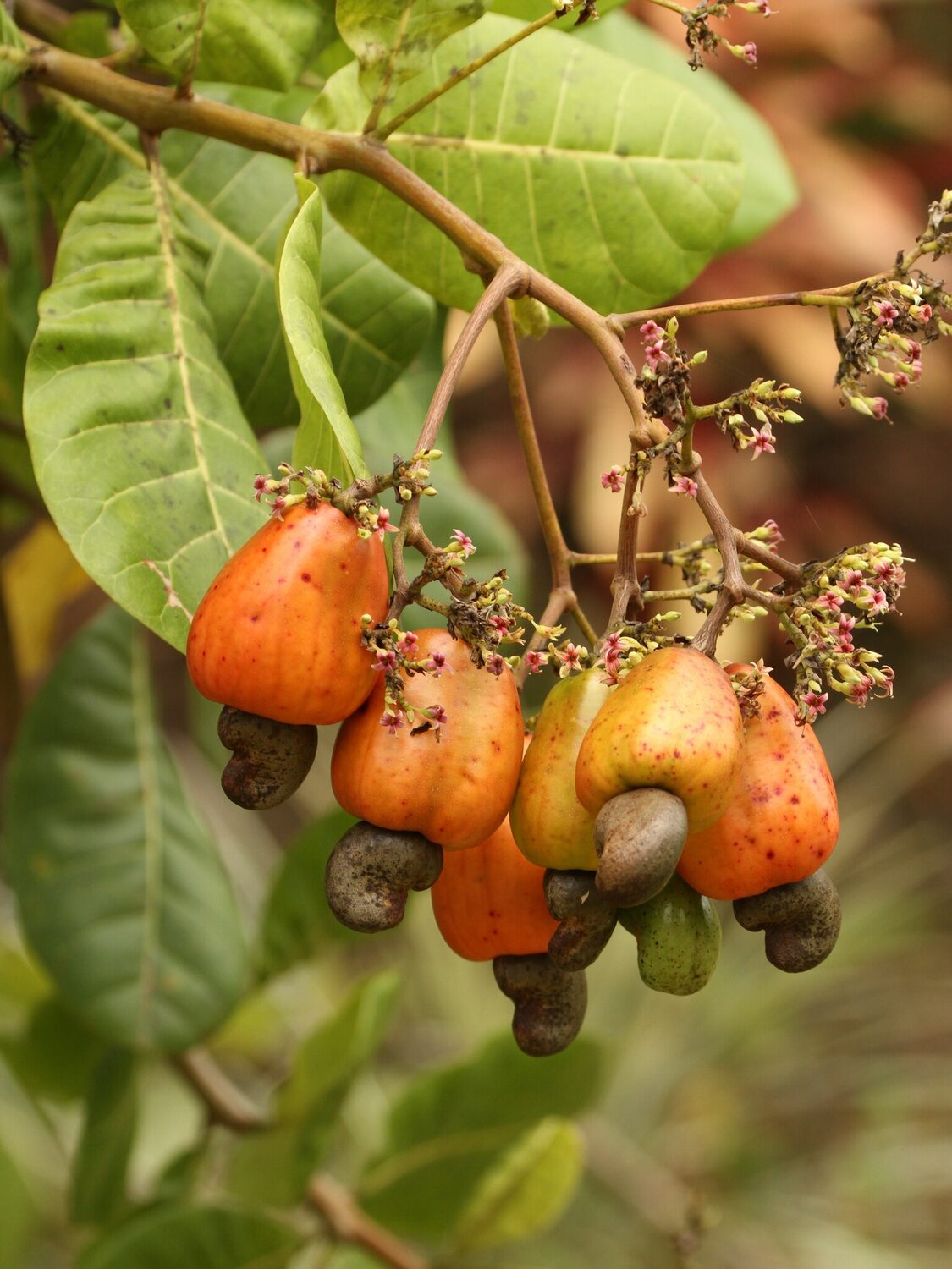 Anacardium occidentale - Cashew Tree, Cashew Nuts - Image 2