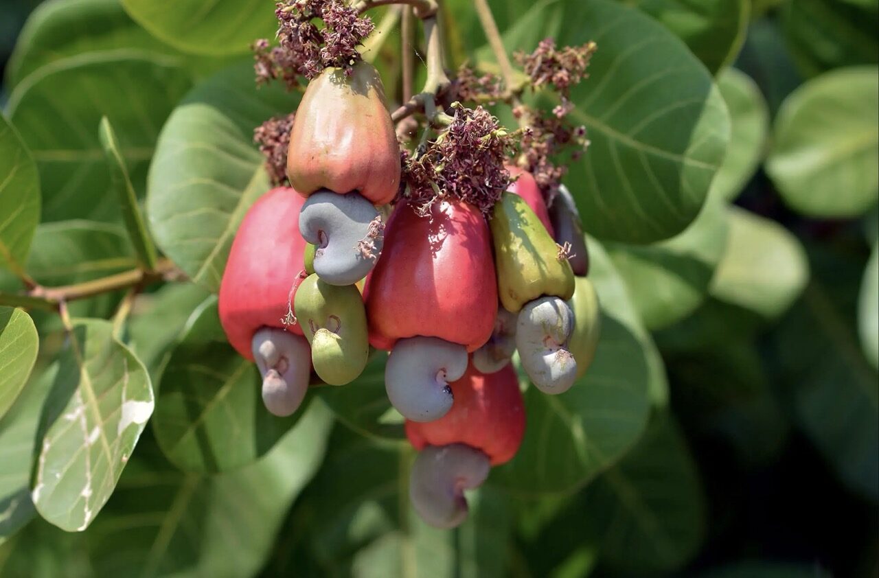 Anacardium occidentale - Cashew Tree, Cashew Nuts - Image 4