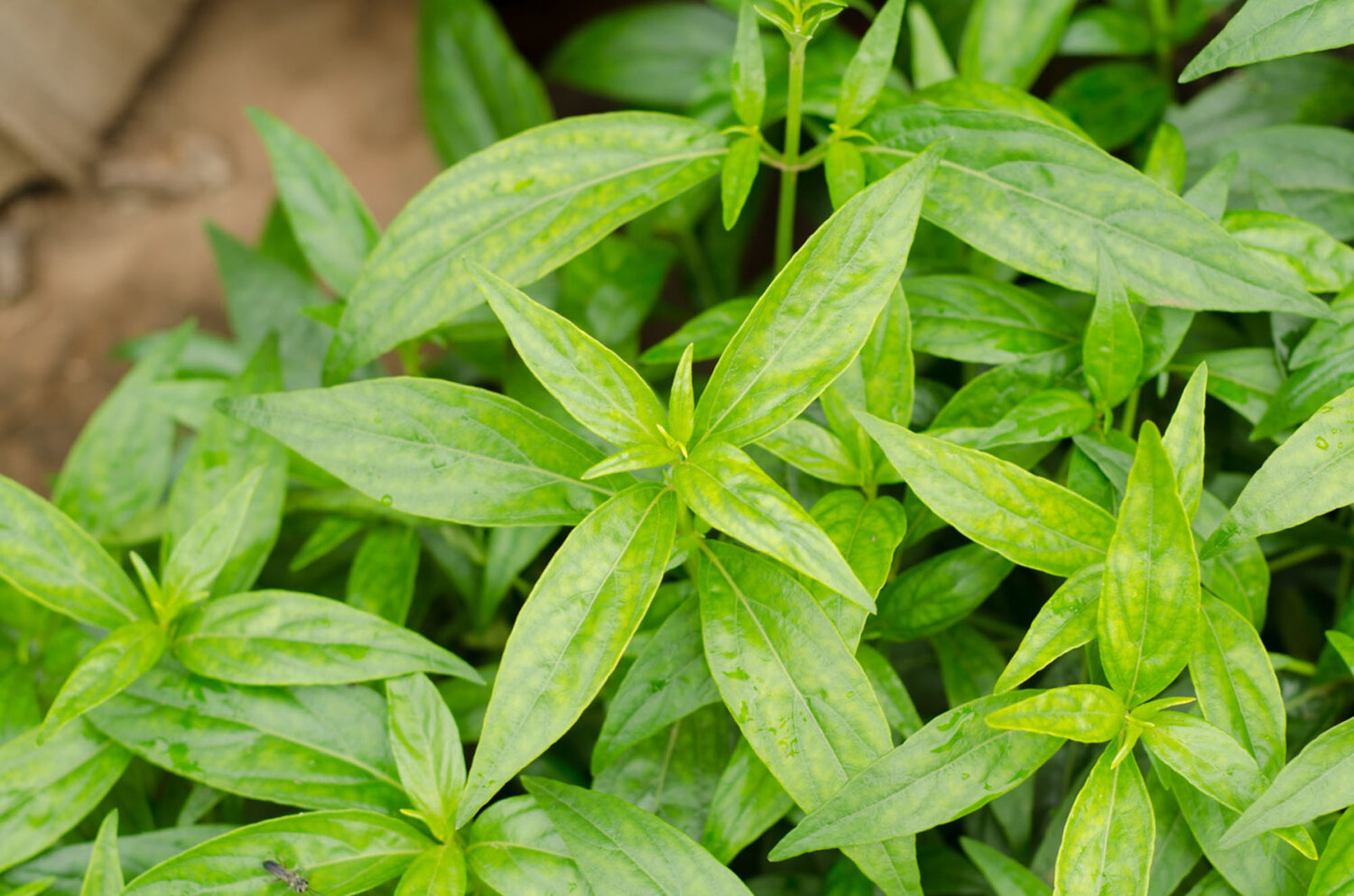 Andrographis paniculata / Justicia latebrosa / Justicia paniculata / Justicia stricta - Indian Echinacea, Bhunimba, Bidara, Carmantina, Chiretta, Chuan xin lian, Creat, Indian Echinacea, Kalmegh, Kariyat, King of Bitters, Kirata, Nain Chanvandi, Takila, Vizra Ufar - Image 2