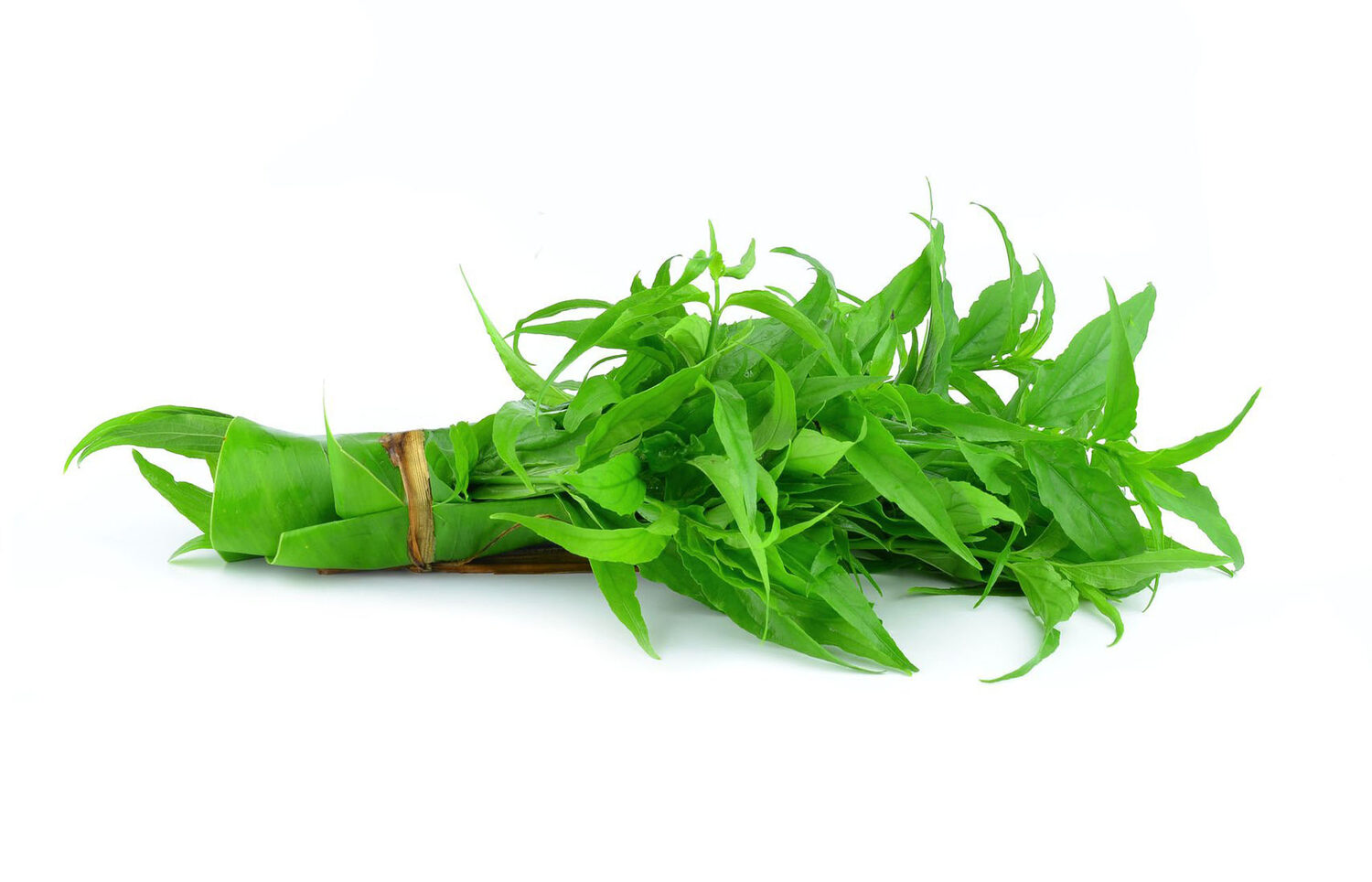 Andrographis paniculata / Justicia latebrosa / Justicia paniculata / Justicia stricta - Indian Echinacea, Bhunimba, Bidara, Carmantina, Chiretta, Chuan xin lian, Creat, Indian Echinacea, Kalmegh, Kariyat, King of Bitters, Kirata, Nain Chanvandi, Takila, Vizra Ufar - Image 4