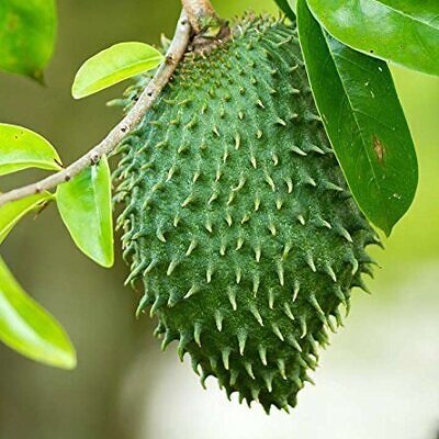 Annona muricata - Soursop, Graviola, Guyabano, Guanabana, Prickly Custard Apple