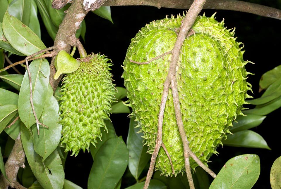 Annona muricata - Soursop, Graviola, Guyabano, Guanabana, Prickly Custard Apple - Image 2