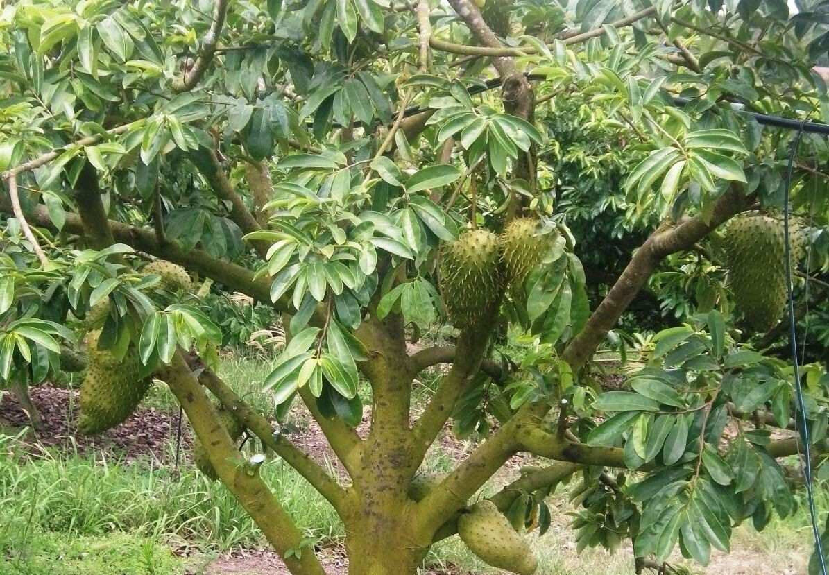 Annona muricata - Soursop, Graviola, Guyabano, Guanabana, Prickly Custard Apple - Image 6