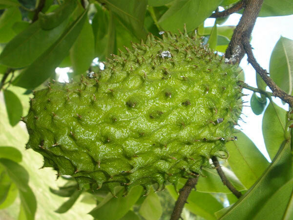 Annona muricata - Soursop, Graviola, Guyabano, Guanabana, Prickly Custard Apple - Image 8