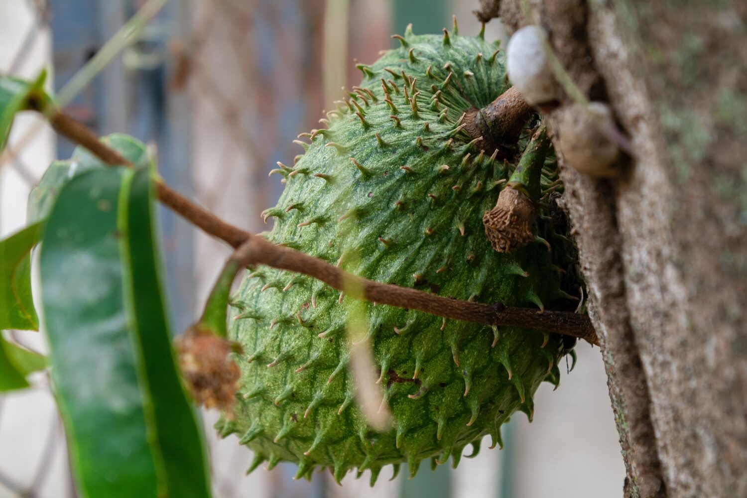 Annona muricata - Soursop, Graviola, Guyabano, Guanabana, Prickly Custard Apple - Image 10