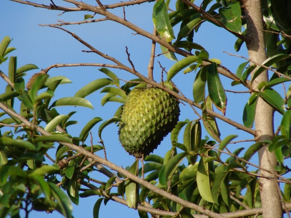 Annona muricata - Soursop, Graviola, Guyabano, Guanabana, Prickly Custard Apple - Image 11