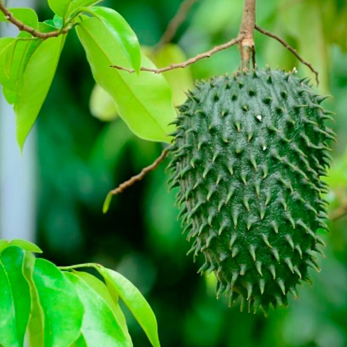 Annona muricata - Soursop, Graviola, Guyabano, Guanabana, Prickly Custard Apple - Image 12