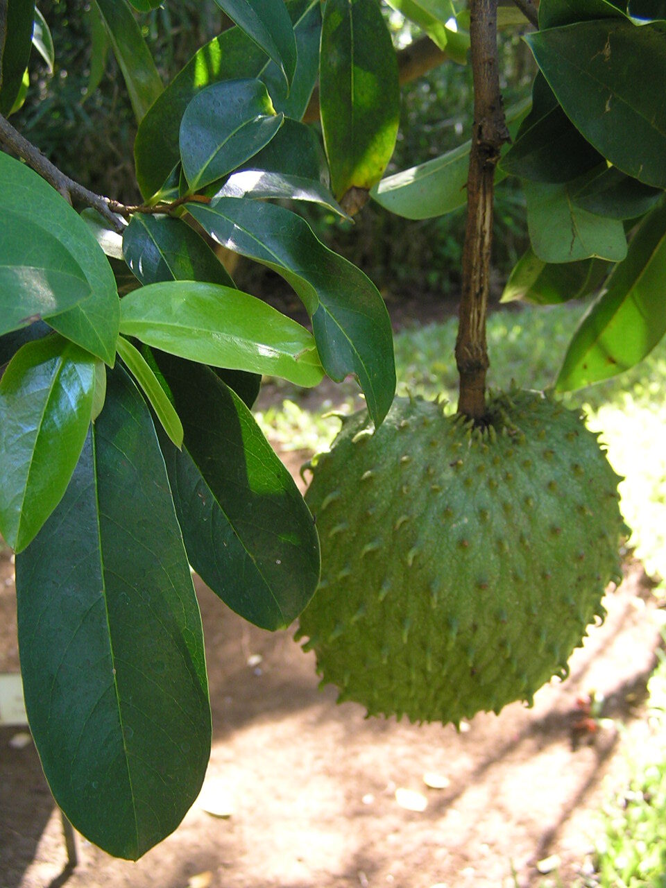 Annona muricata - Soursop, Graviola, Guyabano, Guanabana, Prickly Custard Apple - Image 13