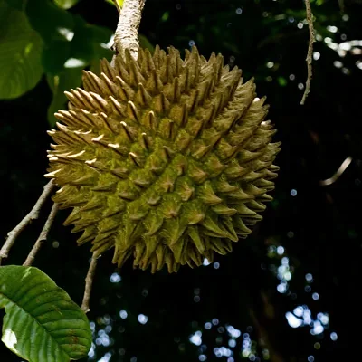 Annona purpurea - Soncoya, Yellow Ilama, chinkuya