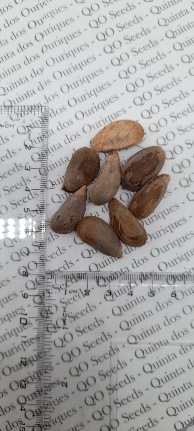 Annona purpurea - Soncoya, Yellow Ilama, chinkuya - Image 4