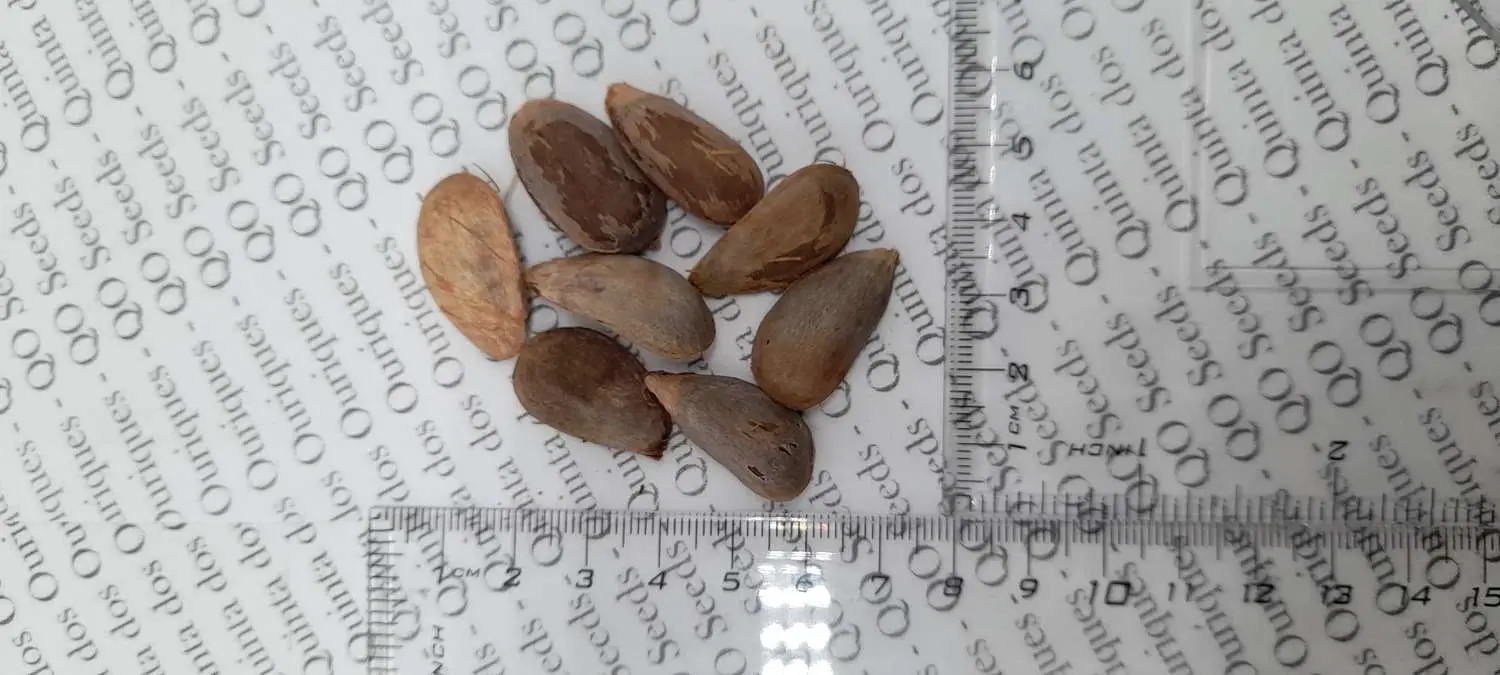 Annona purpurea - Soncoya, Yellow Ilama, chinkuya - Image 4