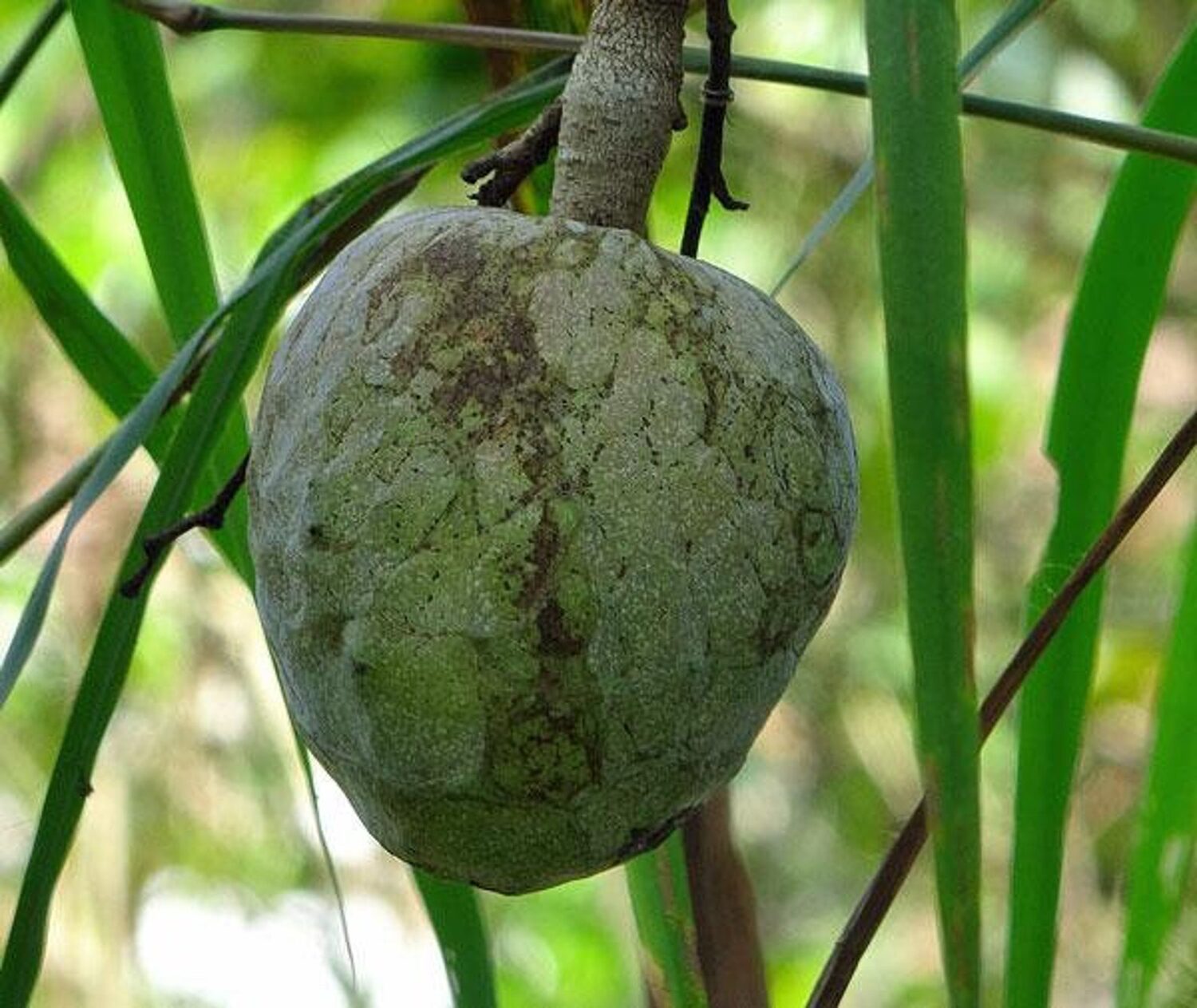 Annona reticulata - Wild Sweetsop, Custard Apple, Soursop, Bullocks Heart - Image 3