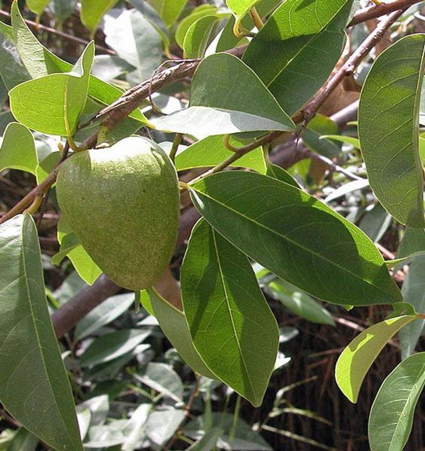 Annona reticulata - Wild Sweetsop, Custard Apple, Soursop, Bullocks Heart - Image 6