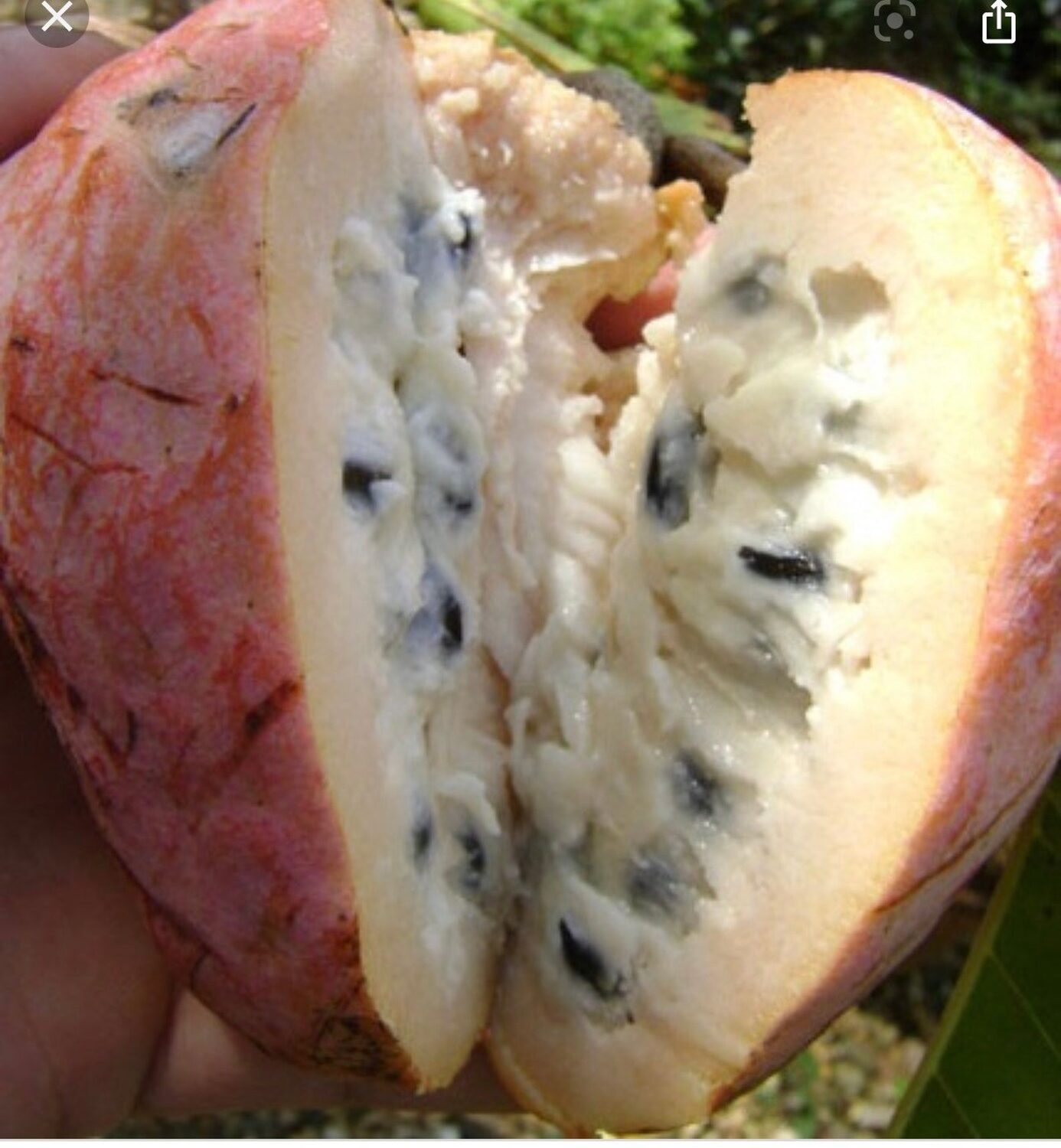 Annona reticulata - Wild Sweetsop, Custard Apple, Soursop, Bullocks Heart - Image 8