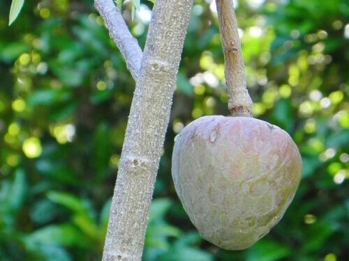 Annona reticulata - Wild Sweetsop, Custard Apple, Soursop, Bullocks Heart - Image 11