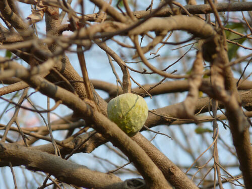 Annona reticulata - Wild Sweetsop, Custard Apple, Soursop, Bullocks Heart - Image 12