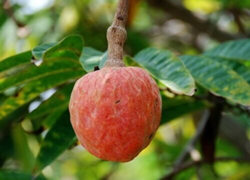 Annona reticulata - Wild Sweetsop, Custard Apple, Soursop, Bullocks Heart - Image 13