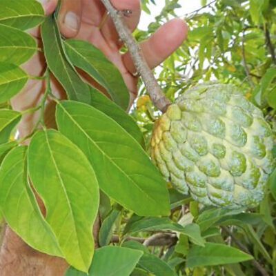 Annona squamosa - Sugar Apple, Sweetsop