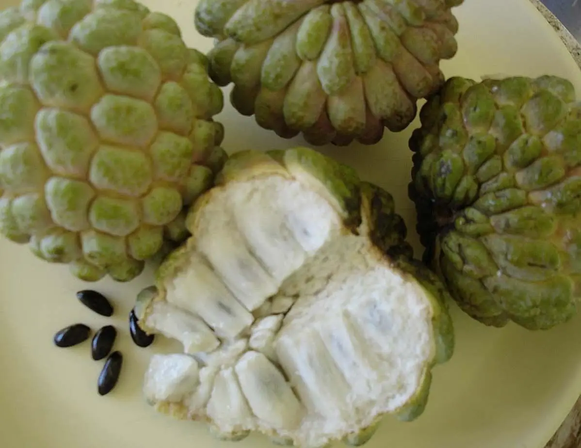 Annona squamosa - Sugar Apple, Sweetsop - Image 3