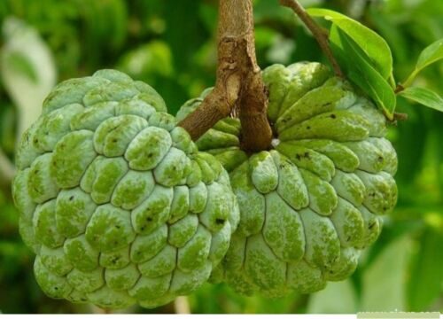Annona squamosa - Sugar Apple, Sweetsop - Image 4