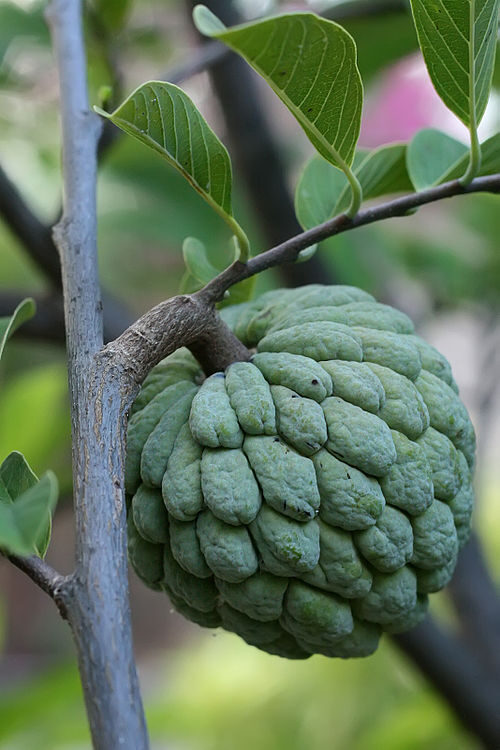 Annona squamosa - Sugar Apple, Sweetsop - Image 5