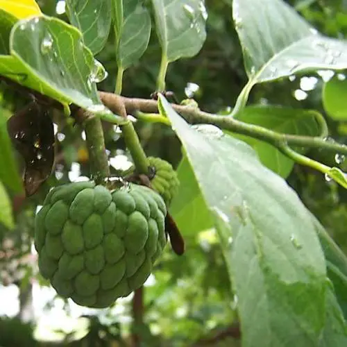 Annona squamosa - Sugar Apple, Sweetsop - Image 6