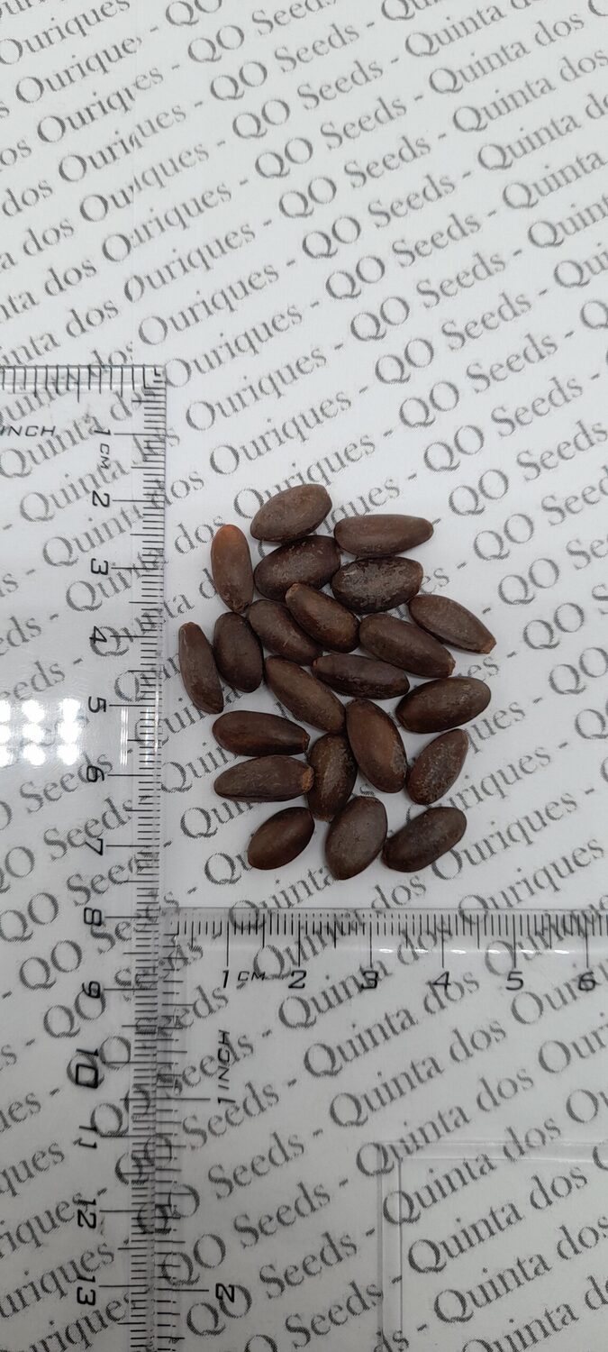 Annona squamosa - Sugar Apple, Sweetsop - Image 8